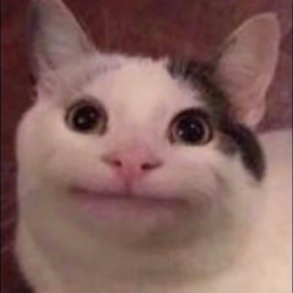 my cat